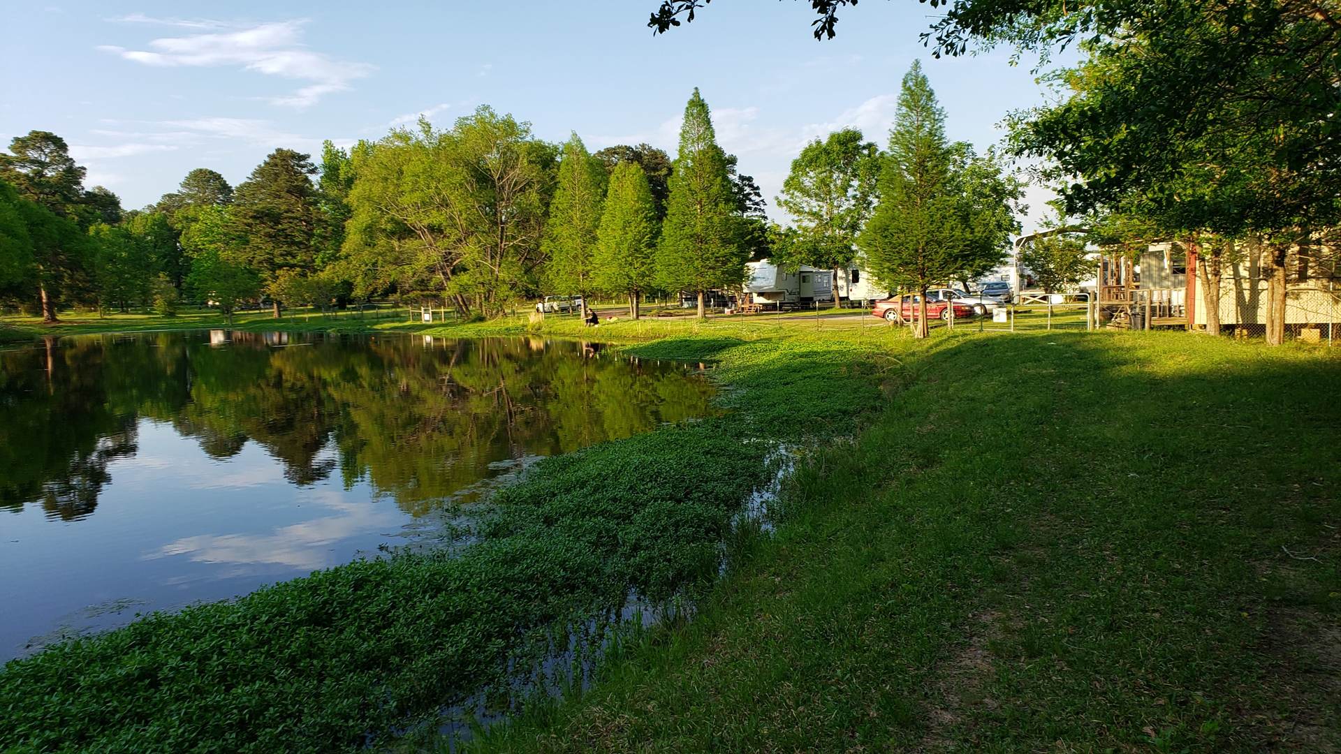 Pond with pine trees at the park