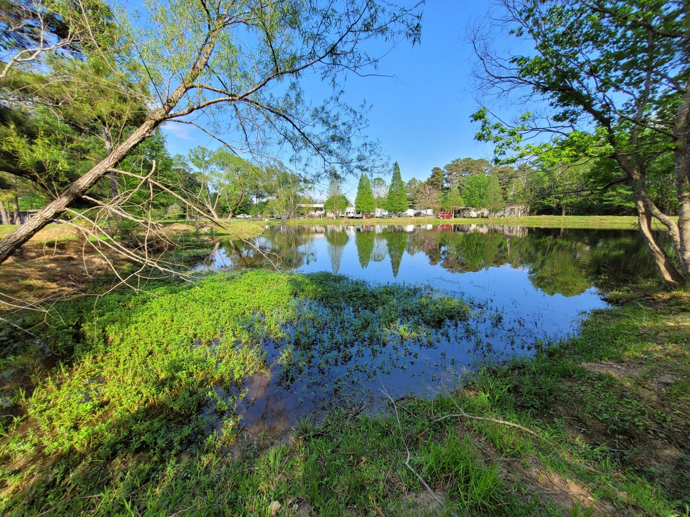 Spring green around the pond