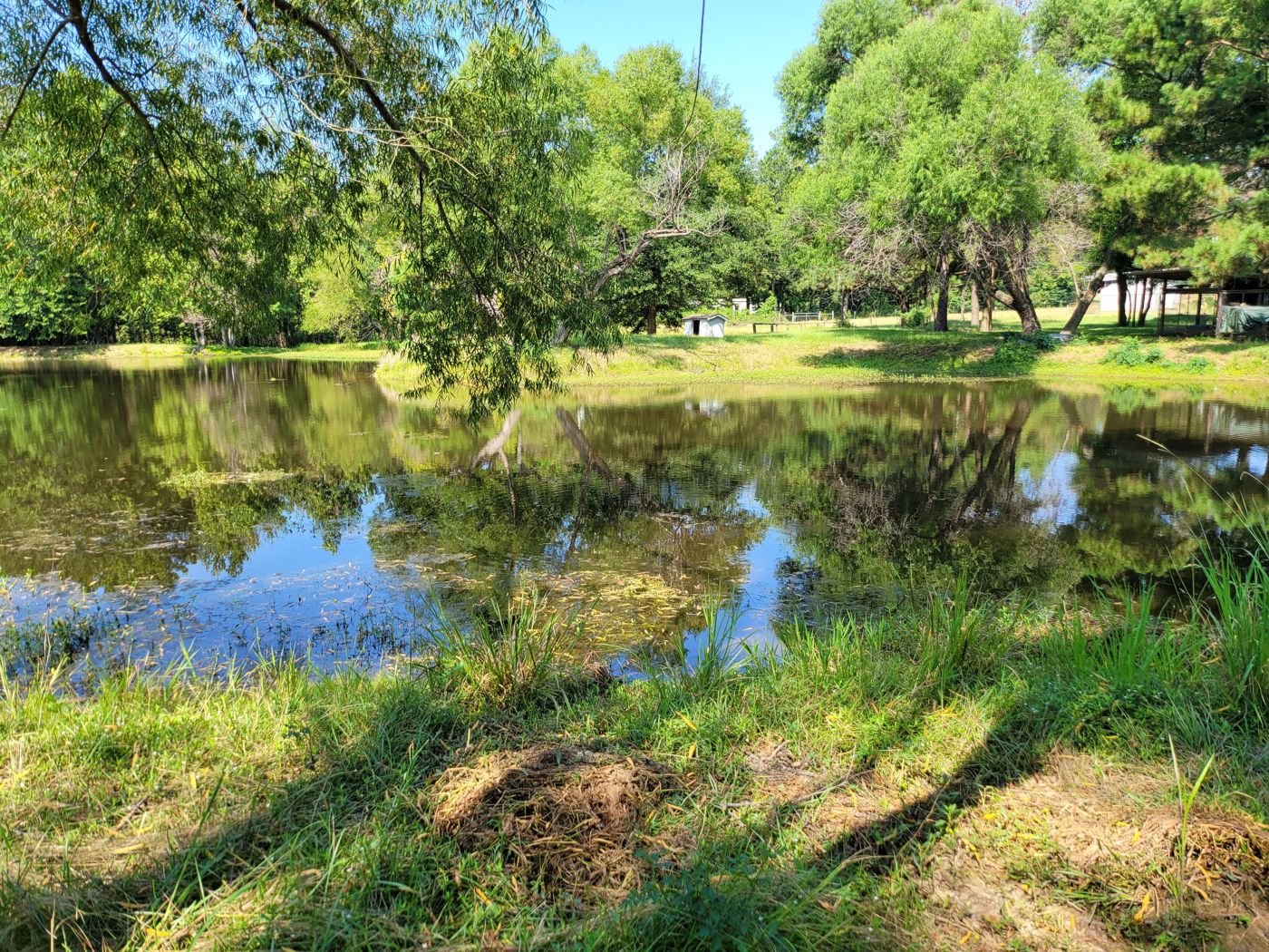 Green banks of the fishing pond